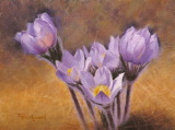 Five Crocuses
