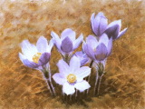 New Crocuses