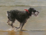 Beach Tag