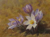 Spring Crocus