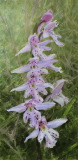 Forest Chorus Line
