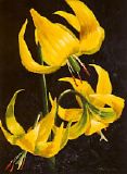 Glacier Lilies
