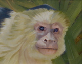 Monkeyface