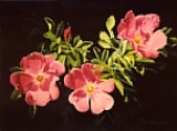 Alberta Rose