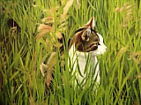Hunting