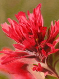 Indian Paintbrush