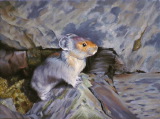 Lake O'Hara Pika
