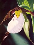Mountain Lady's Slipper
