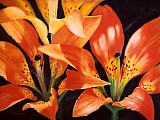 Tiger Lilies