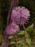 Wild Bergamot