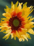 Wild Gaillardia