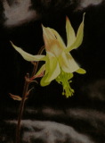 Yellow Columbine