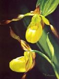 Yellow Lady's Slipper